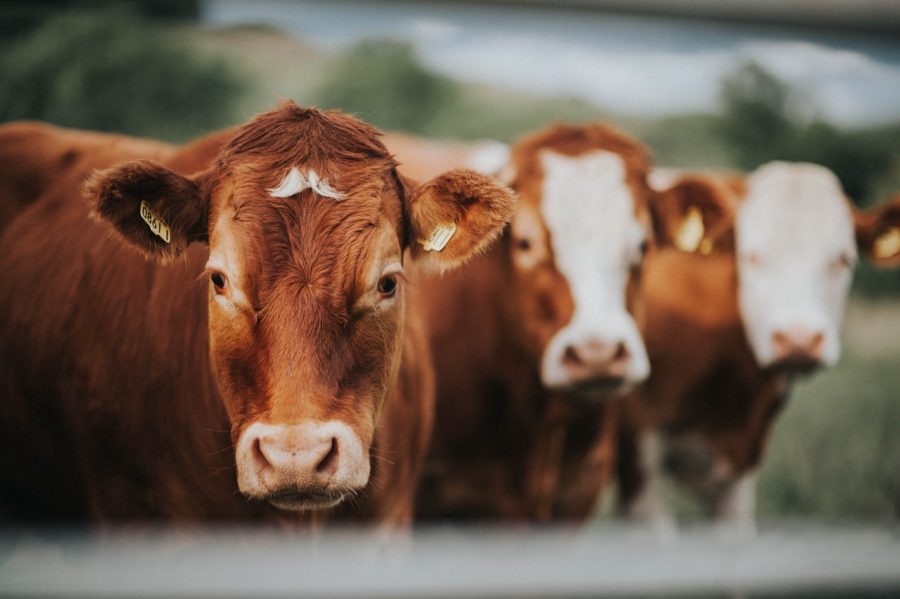 The Cost Of Concentration: How Beef Trade Routes Influence Global Markets